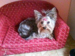 lucky a largo