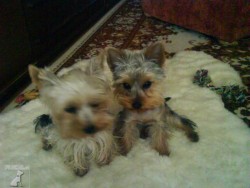 lucky a largo