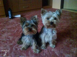 lucky a largo