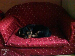 lucky a largo