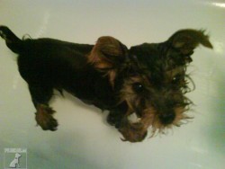 lucky a largo