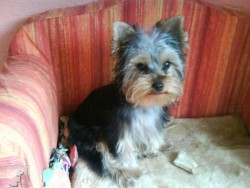 lucky a largo