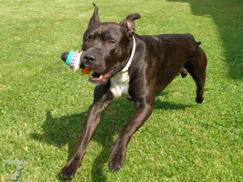 Oskar