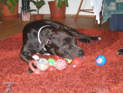 Oskar