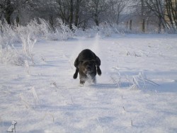 Oskar