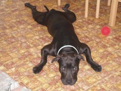 Oskar