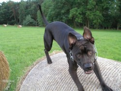 Oskar