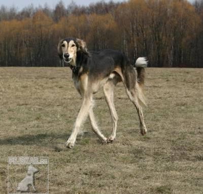 saluki