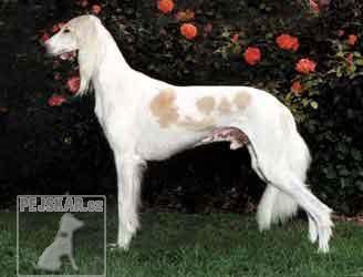 saluki