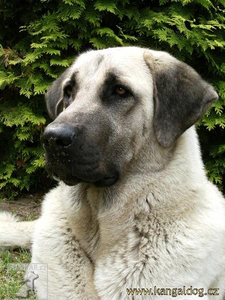 Kangal Luna