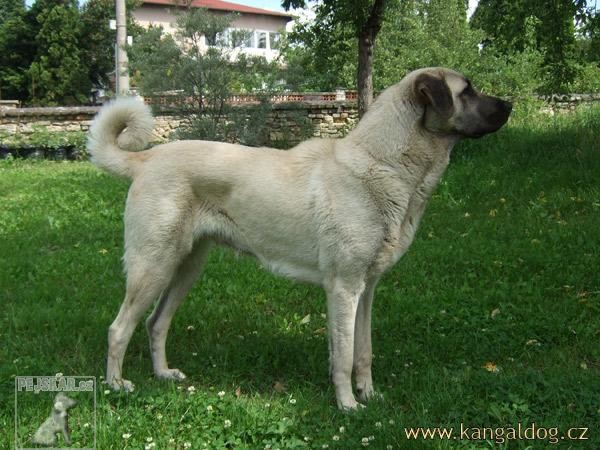 Kangal Luna