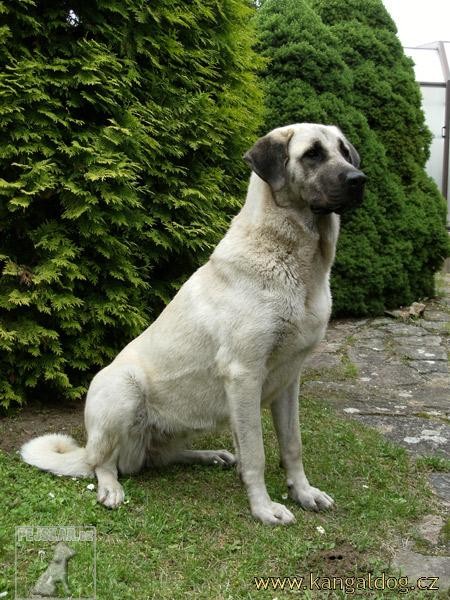 Kangal Luna