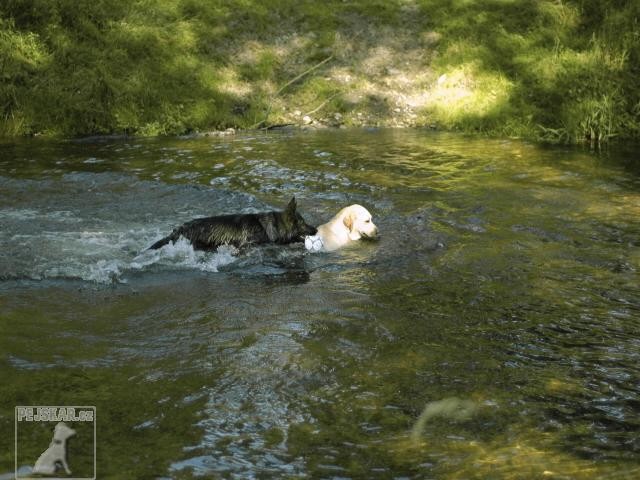 Labrador Retriever
