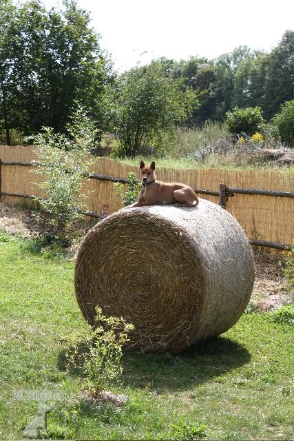 thajský ridgeback, sofa surfer