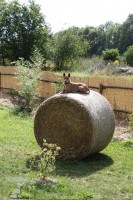 thajský ridgeback, sofa surfer