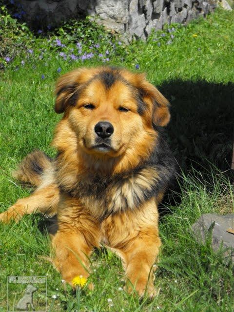 Maximus