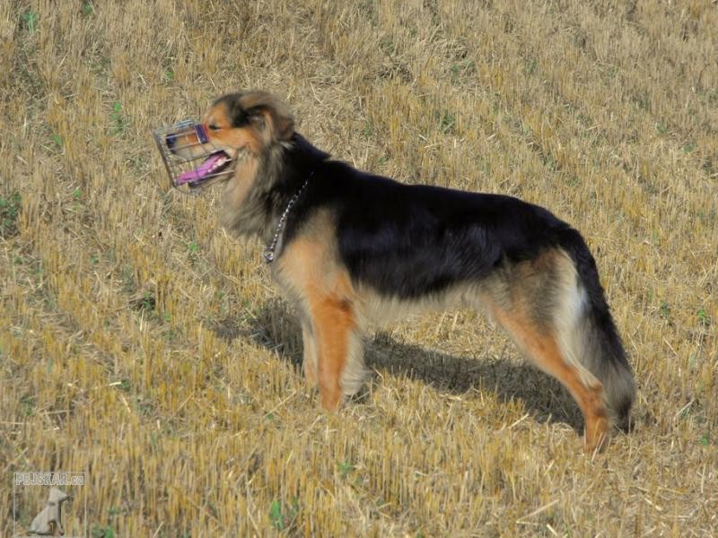 Maximus