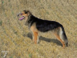 Maximus
