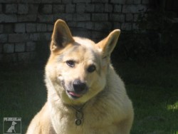 argo