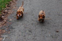 Kája a Peggy - ségry