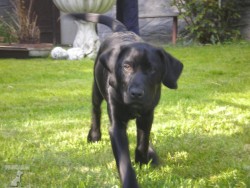 Joey ;)