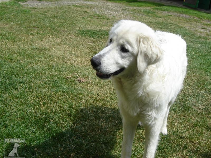 Dina2