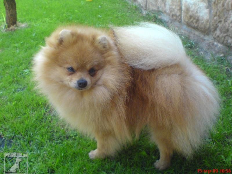 německý špic trpasličí pomeranian