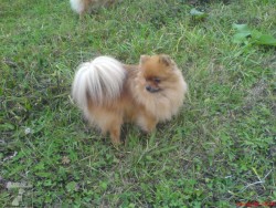 německý špic trpasličí pomeranian