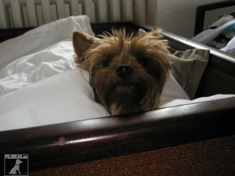 Felina Bosanova