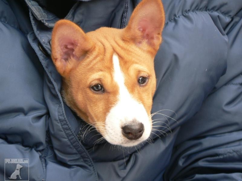 Basenji - BABU Ningen Banken