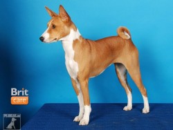 Basenji - BABU Ningen Banken