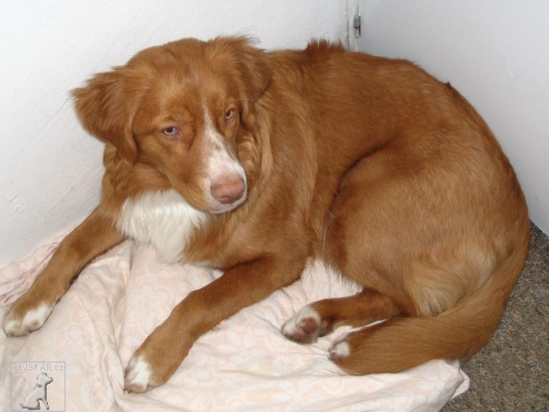 Iminka - fena Nova Scotia Duck Tolling retriever