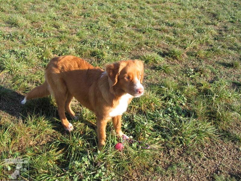Iminka - fena Nova Scotia Duck Tolling retriever