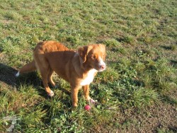 Iminka - fena Nova Scotia Duck Tolling retriever
