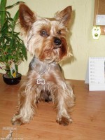 JIMMY