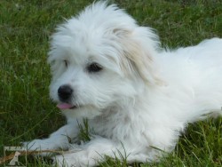 Ela / Arwen / coton de tulear