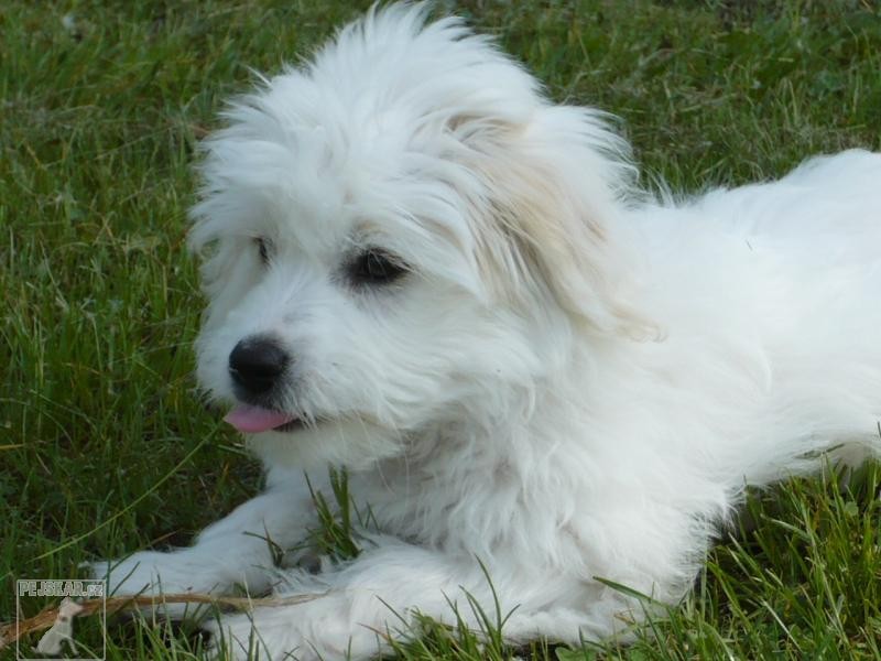 ARWEN /coton de tulear