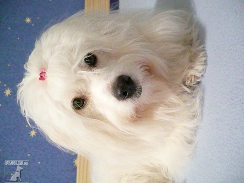 ARWEN /coton de tulear