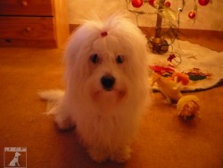 ARWEN /coton de tulear