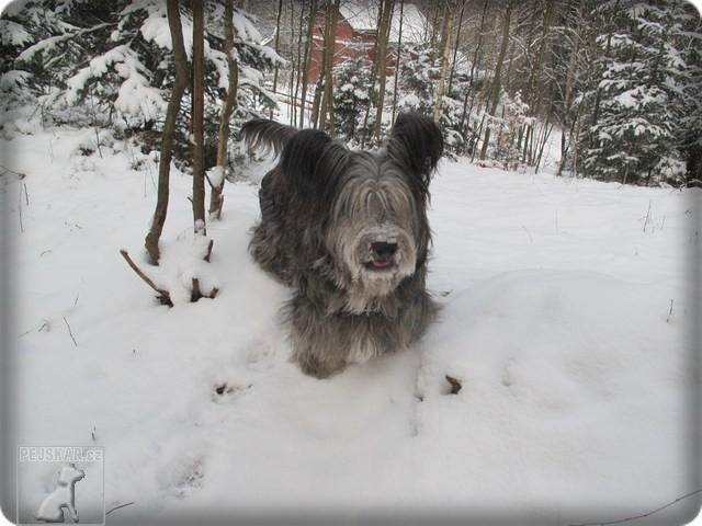 Skye Terrier