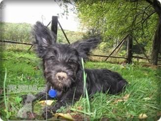 Skye Terrier