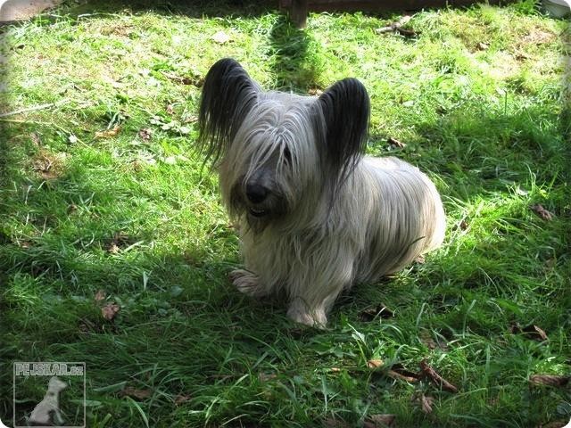 Skye Terrier