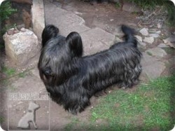 Skye Terrier