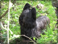 Skye Terrier