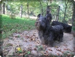 Skye Terrier