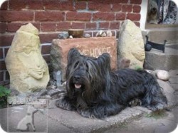 Skye Terrier