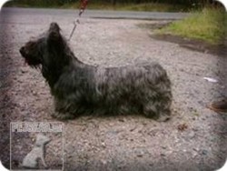 Skye Terrier