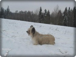 Skye Terrier