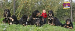 Tibetské dogy  - Nos Miu chovatelská stanice