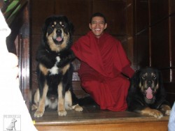Tibetské dogy  - Nos Miu chovatelská stanice